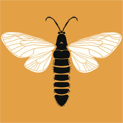Vedhika Moth - Wrapped Canvas Print