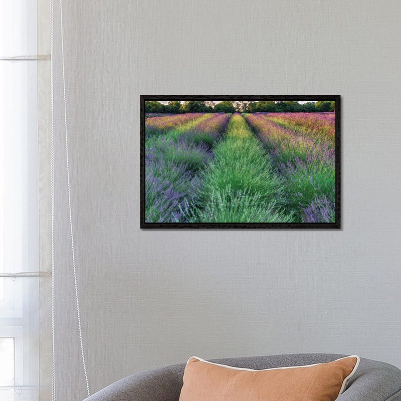 Lavender Farm by David Gardiner - Print on Canvas, Black Framed, 101.6 cm H x 66.04 cm W
