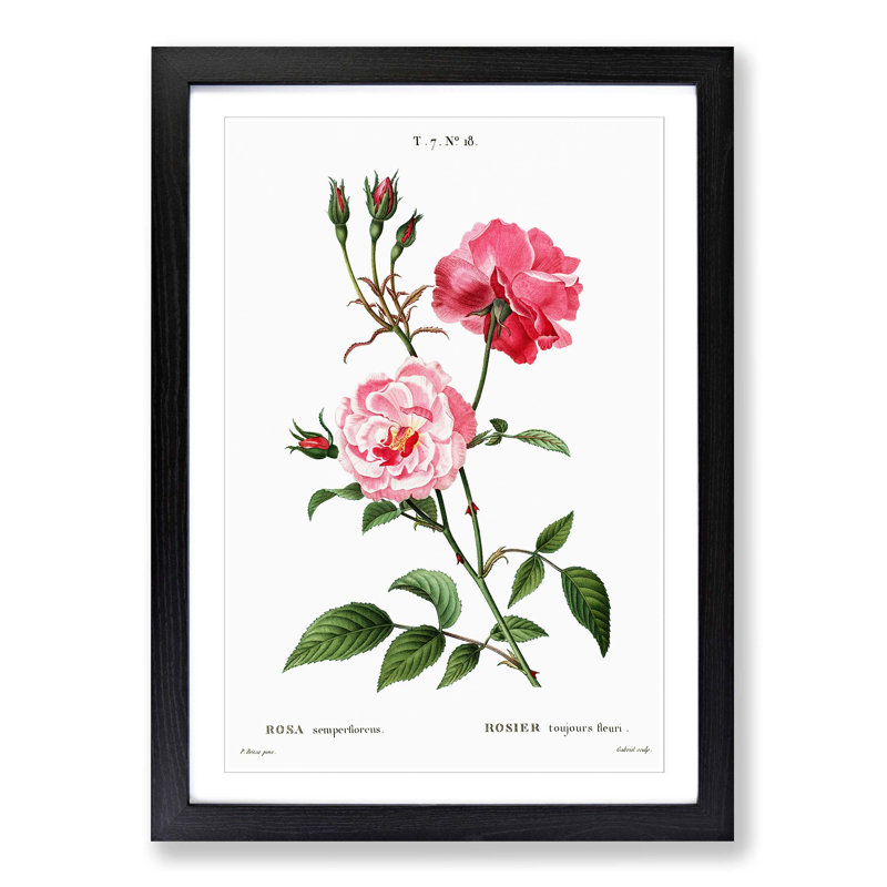 Ever-blowing Pink Roses by Pierre-Joseph Redoute - Picture Frame Painting Print, Black Framed, 36cm H x 27cm W x 2cm D