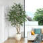 Arbre à ficus artificiel Adcock 8 pi avec pot à fleurs blanc 18 po