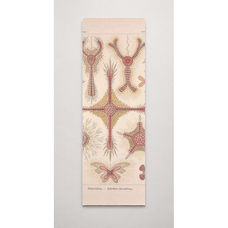 Art mural - Tafel 11: Discroideae (1904) - Art mural sur toile