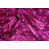 Fucshia selected