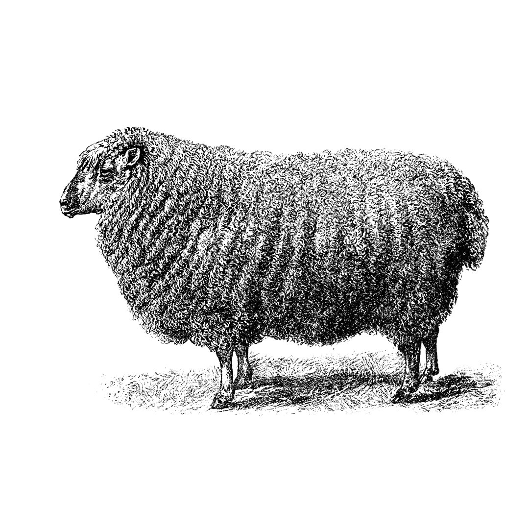 Cotswold Sheep von Nastasic - Kunstdrucke auf Leinwand