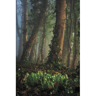 " Enlighted Snowdrops " by Martin Podt