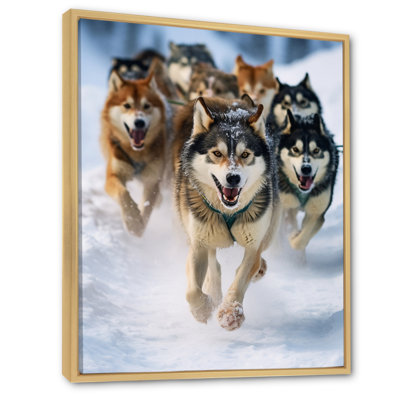 " Alaska Dog Sledding III "