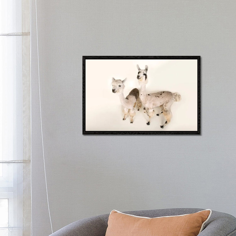 Llamas After A Recent Summer Haircut At The Lincoln Children's Zoo, Black Framed, 66.04 cm H x 45.72 cm W