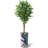75 " H Faux Ficus Tree in Plastic Planter-97992054