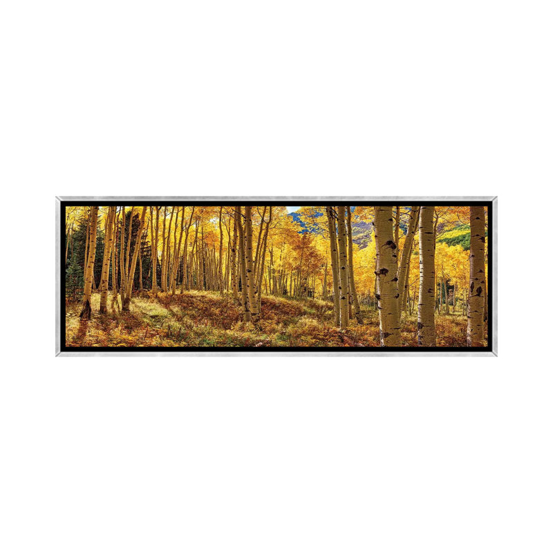 «Autumn Aspen Colorado Forest Panorama», reproduction de photo panoramique sur toile, H 16 po x l 48 po x 1,5 po