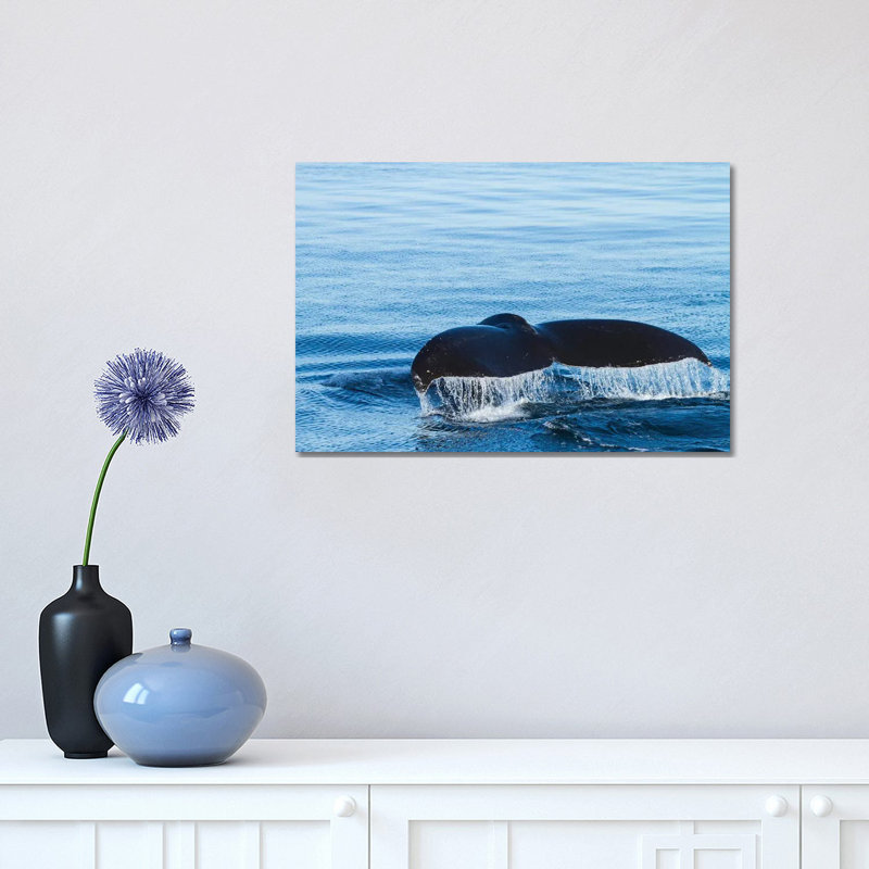 L'eau s'écoule d'une queue de baleine à bosse alors qu'elle se prépare à plonger, en Colombie-Britannique. par Brenda Tharp - impression d'art graphique
