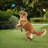 SoloCam S230 Solar Wireless Security Camera