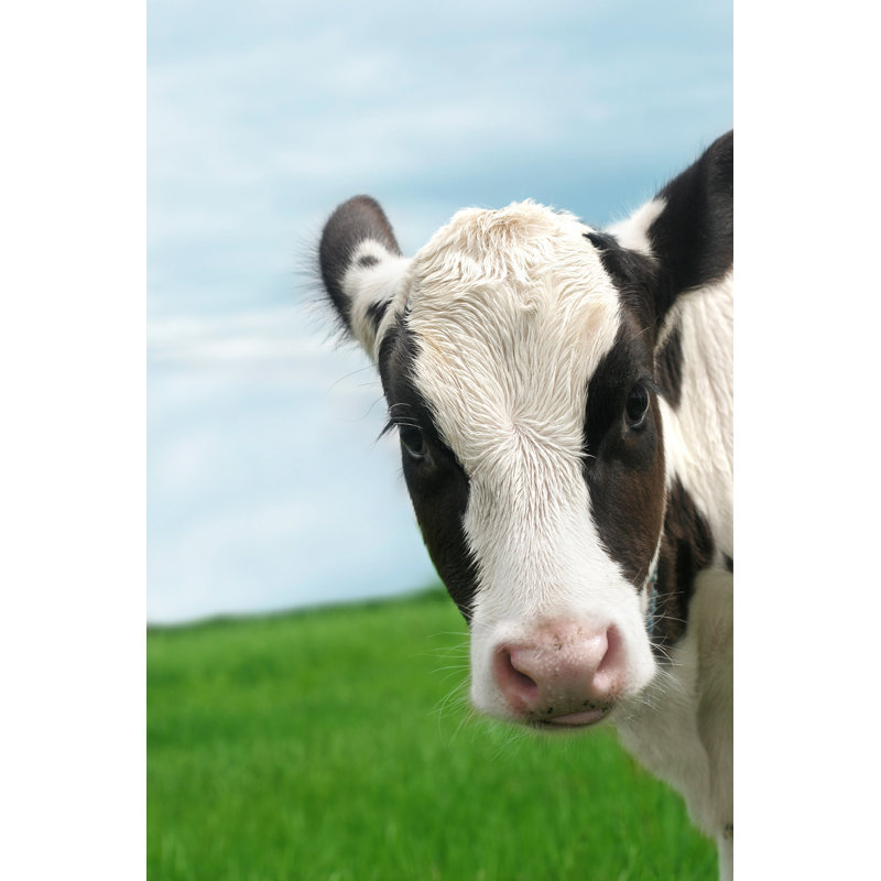 Calf by Himrina - Wrapped Canvas Print, 46cm H x 30cm W
