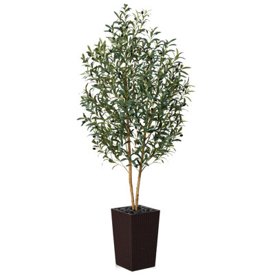George Olive Tree in Decorative Vase