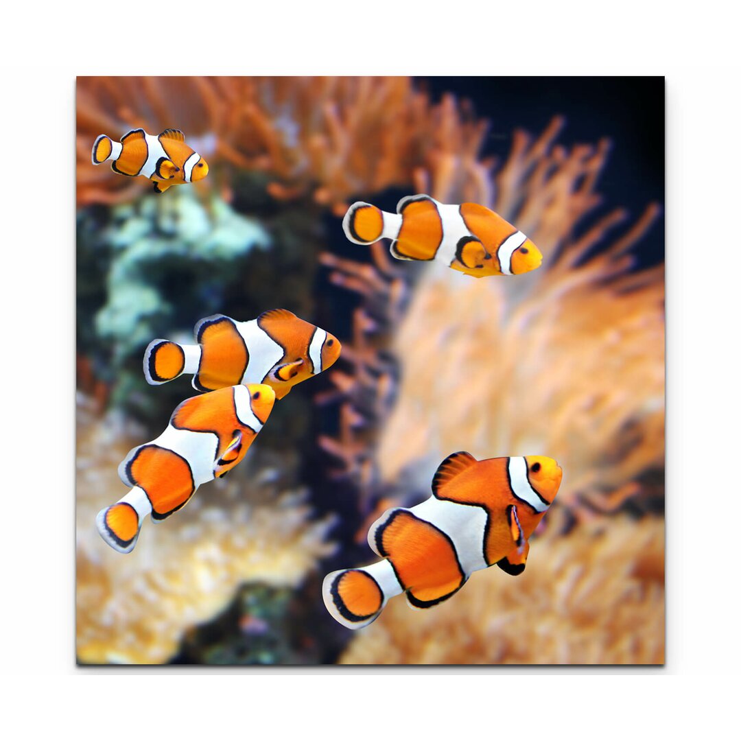 Leinwandbild Clownfisch und Seeanemone