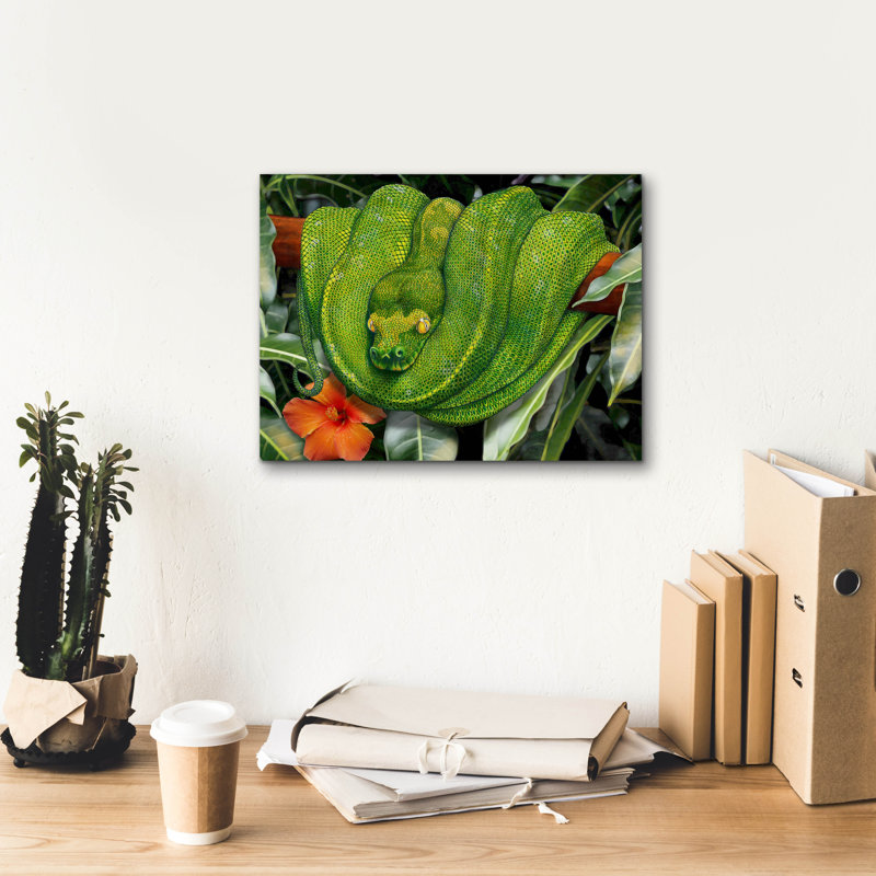  'Green Tree Python' by Tim Jeffs Canvas Wall Art, 12" H x 16" W