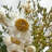 Real Preserved Mixed Bouquets Mix 6 Small - Med - Large-1575277994