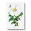White Mexican Poppy Flower - Wrapped Canvas-55305363