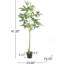 Pachira Macrocarpa artificielle-469089165