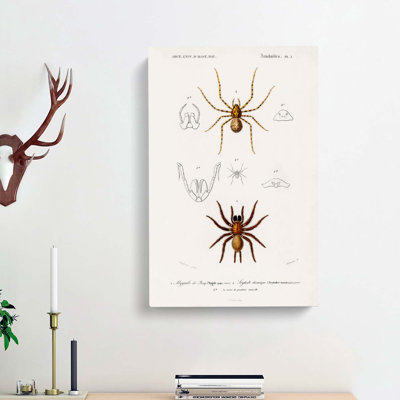 Spider Illustrations PL. 7 by Charles D Orbigny - Wrapped Canvas