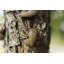 Harkins Animals Weather Resistant UV Resistant Plastic Garden Statue