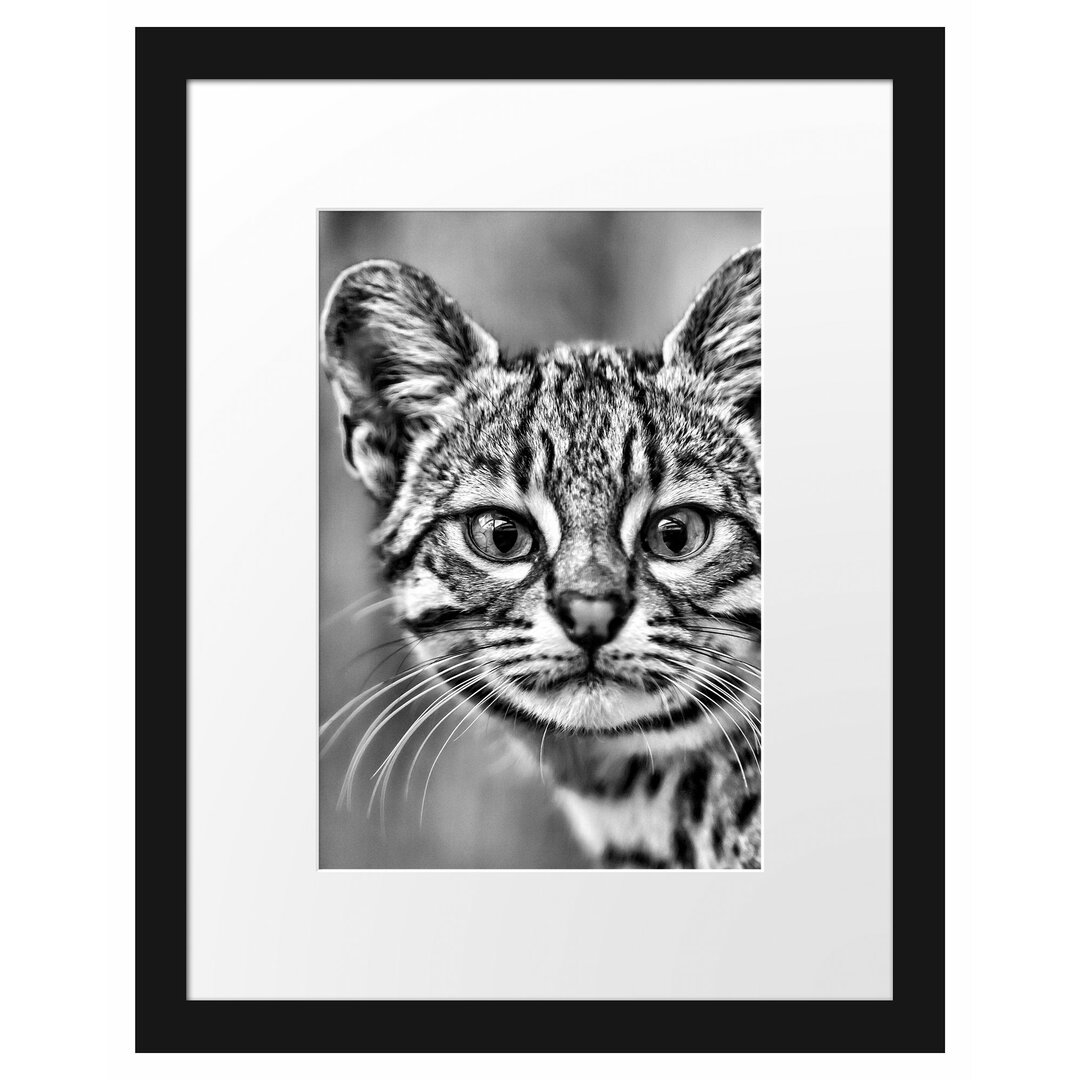 Gerahmtes Poster Kleine Bengalkatze