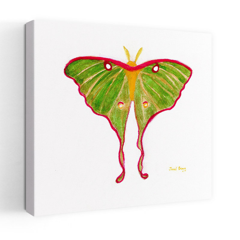 Contemporary Art Contemporary Moth Wall Art by Janel Bragg - Wrapped Canvas Print, 45.72 cm H x 45.72 cm W