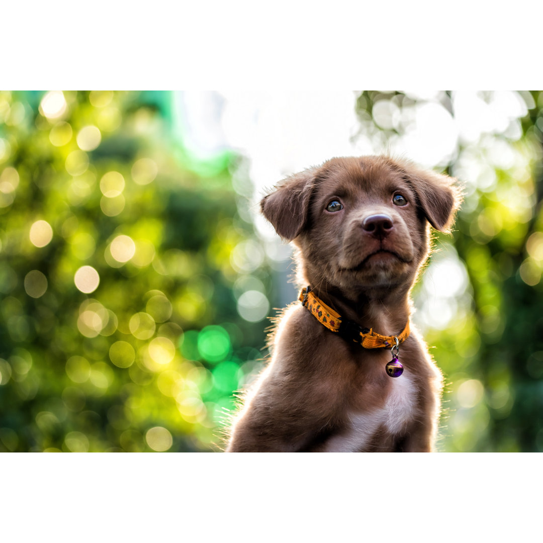 Leinwandbild Larador Welpe Hund mit Bokeh Hintergrund von Blanscape