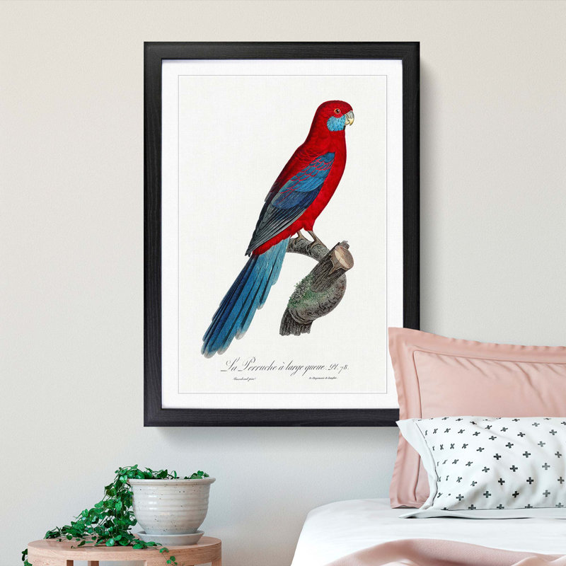 Crimson Rosella Parrot by F. Levaillant - Framed Print, Black Framed, 48cm H x 36cm W x 2cm D