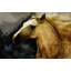 Running Brandee Painting by Beverly Fuller-26926362-26926364