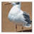 Washable Ring billed Gull Birds Area Rug-1424089385