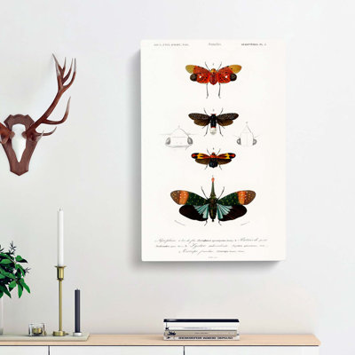 Moth Illustrations PL. 5 by Charles D Orbigny - Wrapped Canvas