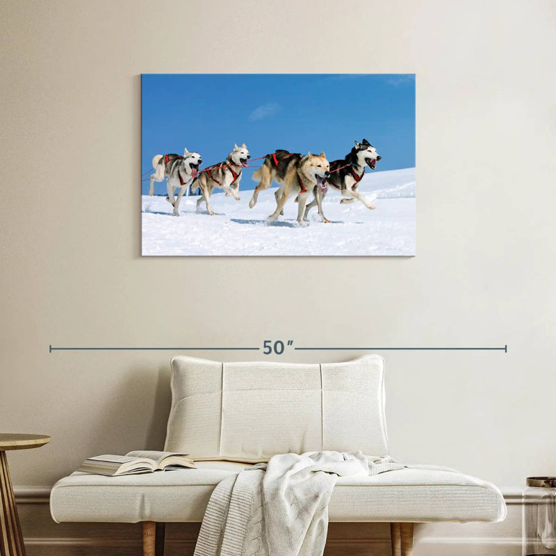 Chiens de traîneau Brampt Husky