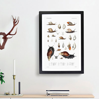 Snails & Shells by A.A. Gould - Picture Frame Art Prints