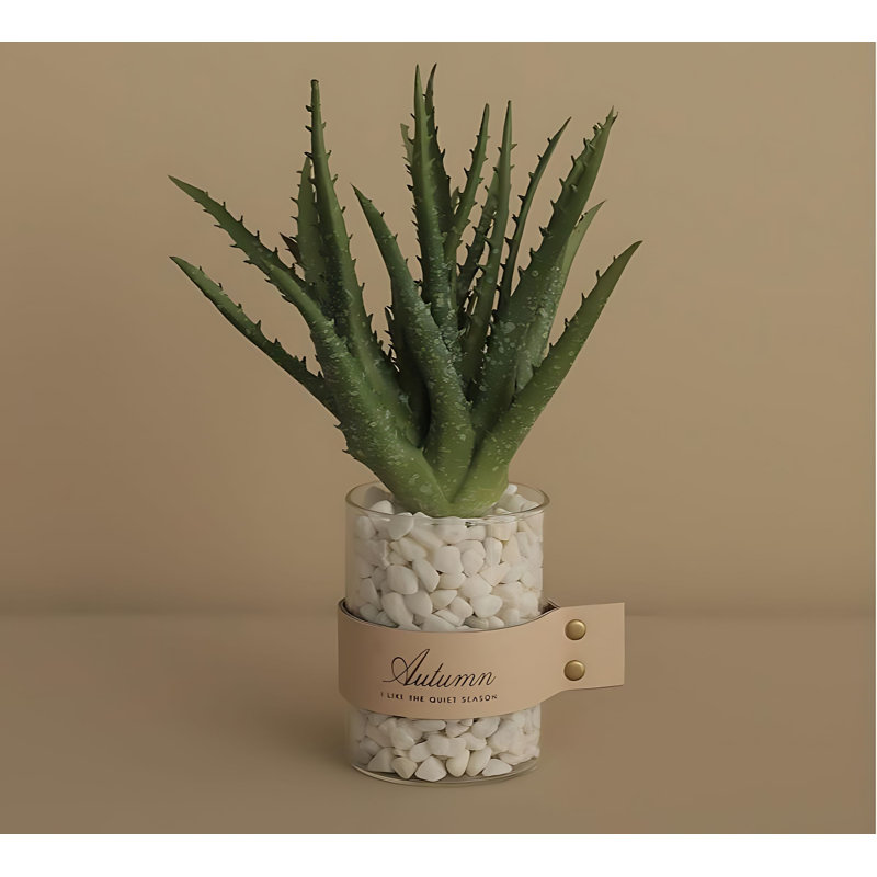 Plante grasse de 10,23 po