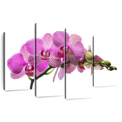 Harnek Fresh Orchid Flowers