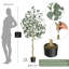 Plant-305905969