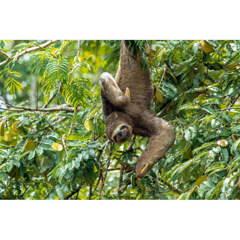 Three-Toad Sloth - Photographie sur toile tendue, H 32 po x l 48 po