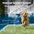 PetSafe® In-Ground Pet Fence