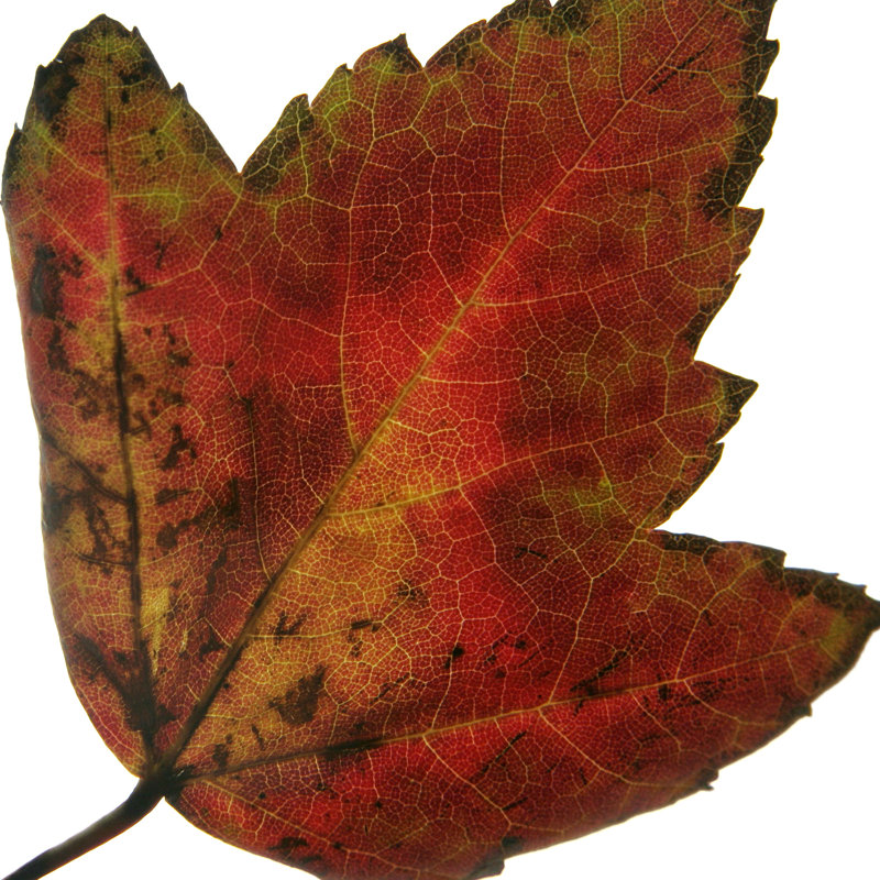 Leaf Inflorescence I by A. Project - Wrapped Canvas Art Prints, 30cm H x 30cm W