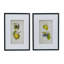 Smithsonian - Assortiment de fruits - ensemble de 2 impressions sur toile encadrées