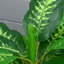 95cm Faux Evergreen Plant in Pot-196501990