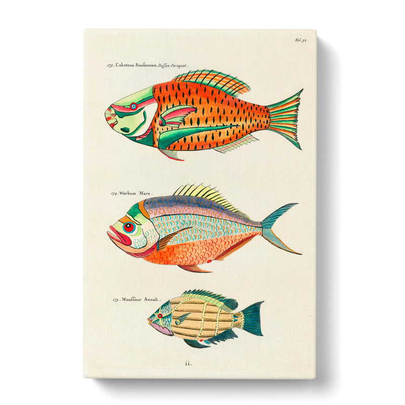 East Indies Fish Illustrations Fol. 32 by Louis Renard - Wrapped Canvas, 76cm H x 50cm W x 3cm D