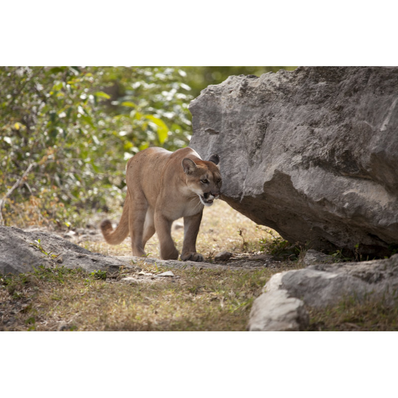 Cougar by Fly_Fast - No Frame Print on Canvas, 61cm H x 91cm W
