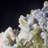 Austina Landscape & Nature Crystal
