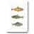 " Freshwater Fish IV "-1872577214
