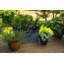 Hallwood Handmade Pot Planter