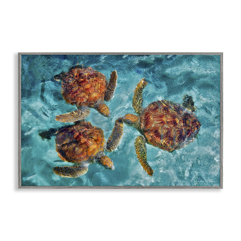 «Tortue de natation», art de la giclée par Dennis Frates, Estampe numérique Farmhouse, H 12 po x l 18 po