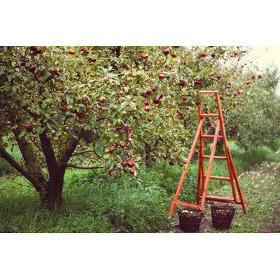Harvest in Apple Garden - Photographie sur toile tendue