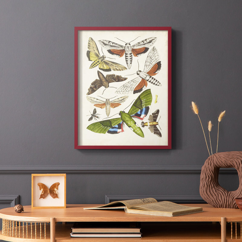 Antique Moths II, reproduction encadrée - bois massif, H 10 po x l 8 po, Rouge