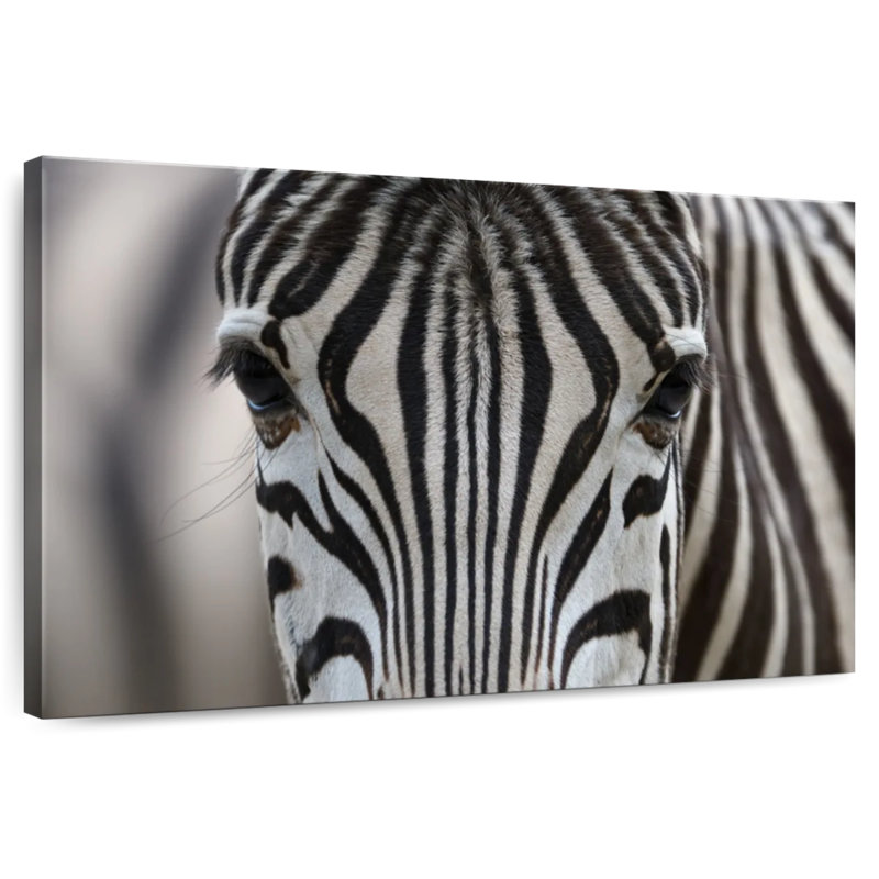 Crowle Gazing Zebra, 8" H x 12" W