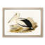Australian Pelican by Elizabeth Gould - Single Picture Frame Painting-55456833-55456832